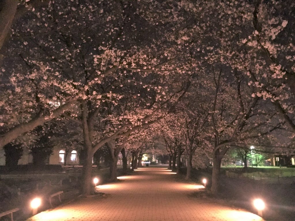 夜桜見物